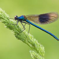 Banded Demoiselle male 9 